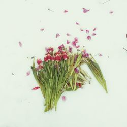 Close-up of plant over white background