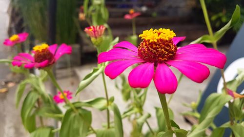 Close-up of passion flower blooming outdoors