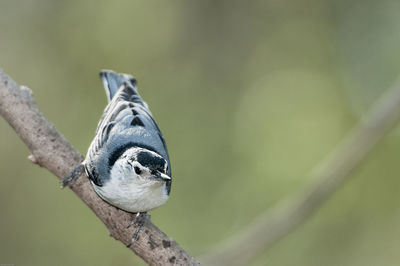 Close-up of bird perching on tree