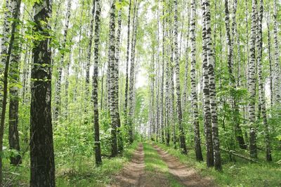 Walkway amidst trees in forest