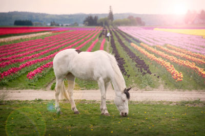 Horse grazing against flowering field