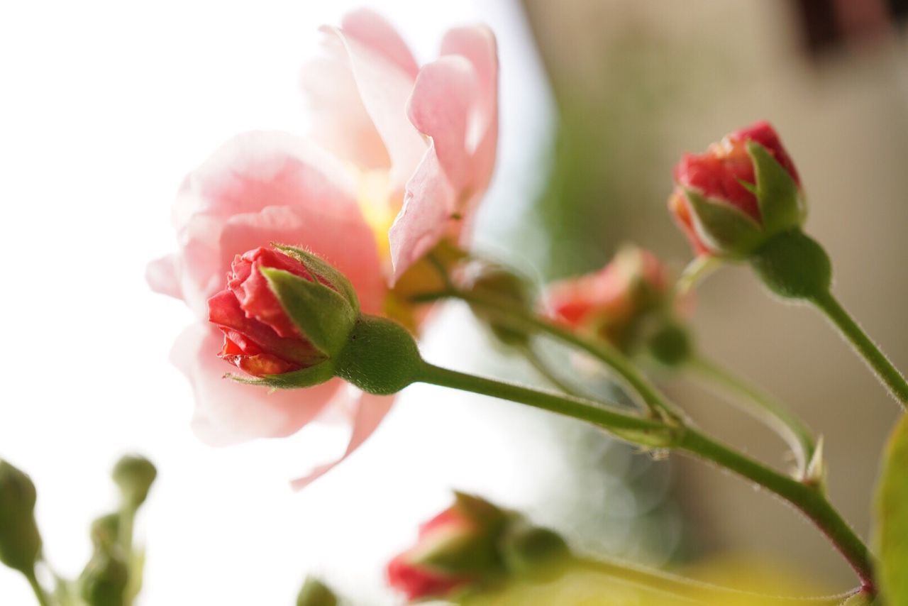 flower, freshness, petal, fragility, growth, flower head, beauty in nature, close-up, focus on foreground, nature, plant, blooming, bud, pink color, stem, in bloom, selective focus, blossom, leaf, botany