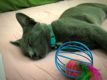 Close-up of a cat sleeping on bed