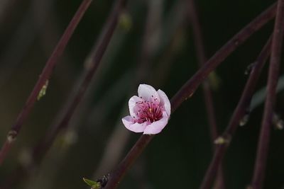 Close-up of pink flowers