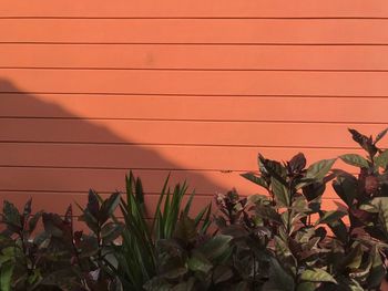 Close-up of potted plant against orange sky