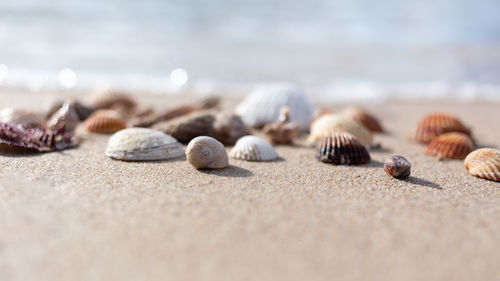 Close-up of shells on beach