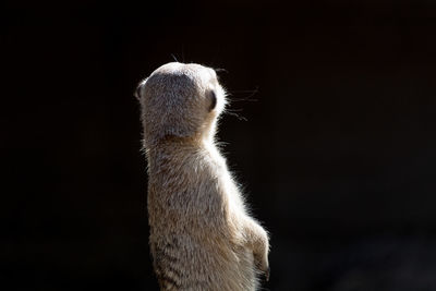 Close-up of an animal against black background