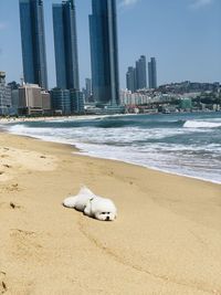 View of dog on beach