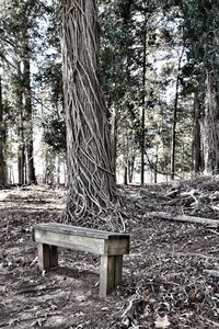 Trees in forest