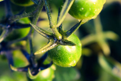 Close-up of green berry on plant