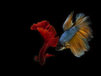 Close-up of fish swimming in sea