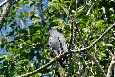 Low angle view of bird perching on tree