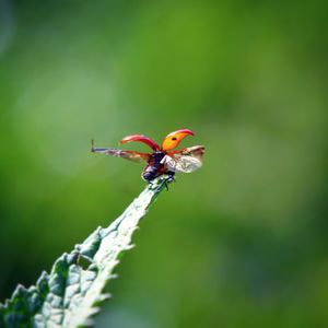 Close-up of ladybug on leaf