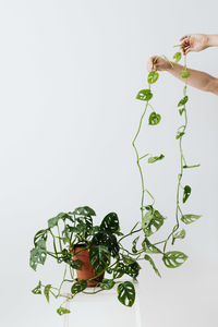 Close-up of hand holding plant against white background