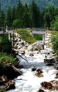 Scenic view of river in forest