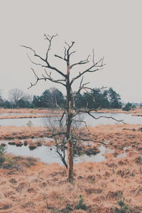 Bare tree on landscape against clear sky