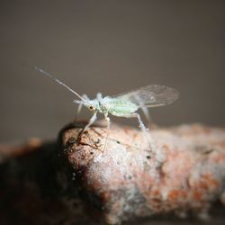 Close-up of insect