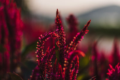 Close-up of red flowering plant in field