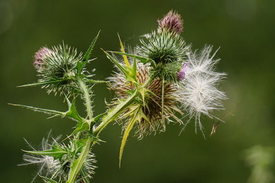 Close-up of thistle buds