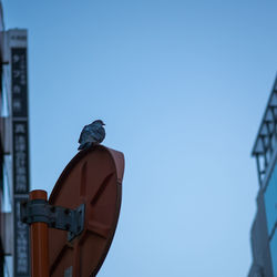 Low angle view of pigeon perching on traffic mirror against clear sky