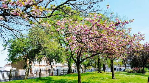 Pink flowering tree in park