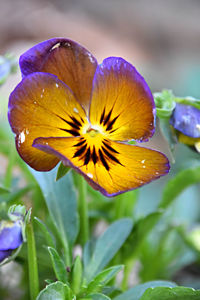 Close-up of flower