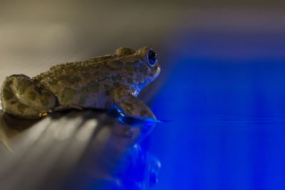 Close-up of frog