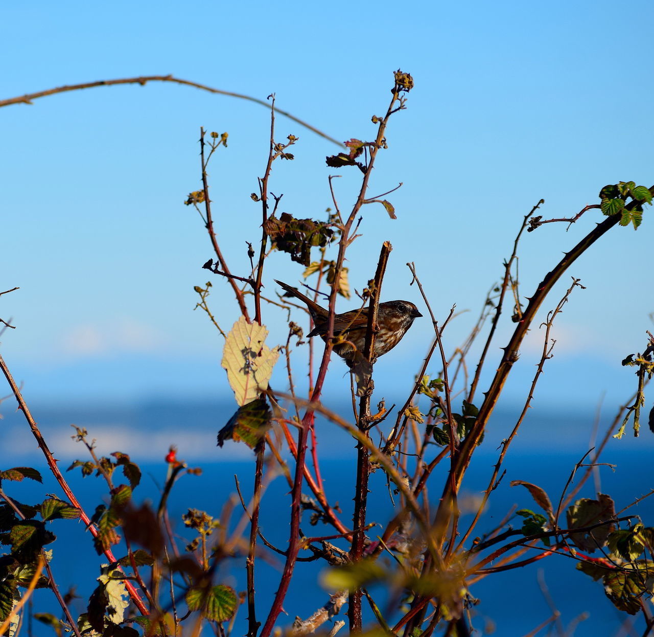 LOW ANGLE VIEW OF FLOWERING PLANTS AGAINST BLUE SKY