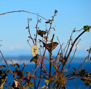 Low angle view of flowering plant against blue sky