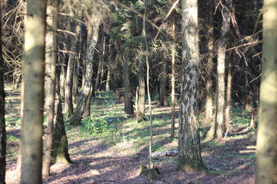 Trees in forest