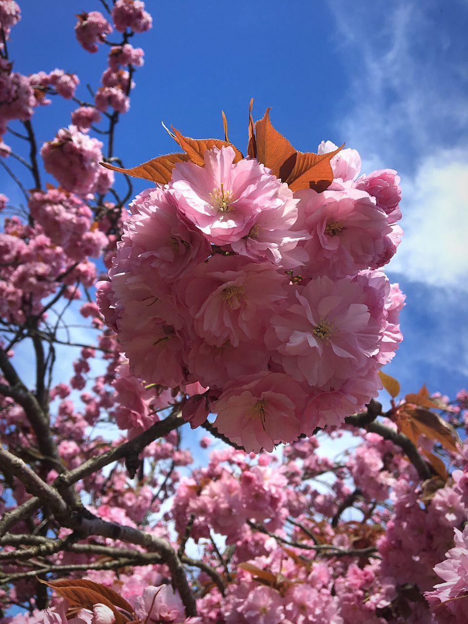 CLOSE-UP OF PINK CHERRY BLOSSOMS AGAINST SKY