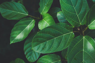 Close-up of fresh green leaves