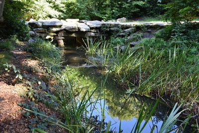 Close-up of stream along plants