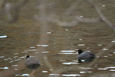 Bird flying over calm lake