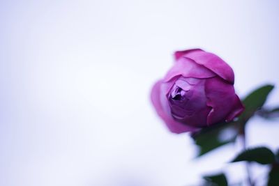 Close-up of purple rose blooming outdoors