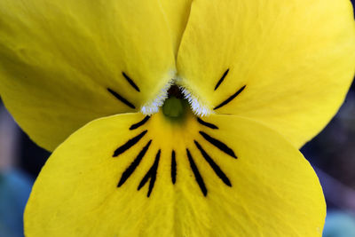 Close-up of yellow flowering plant