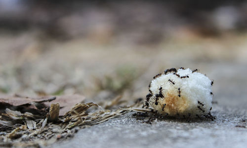 Close-up of ants on white rock