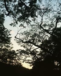 Low angle view of silhouette trees against sky