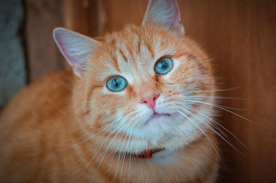 Close-up portrait of a cat