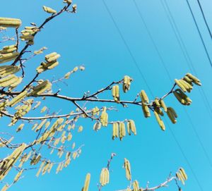 Low angle view of flowering plants against clear blue sky