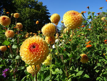 Close-up of yellow flowering plants