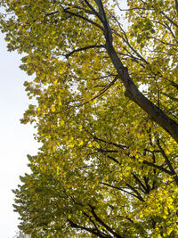 Low angle view of trees against sky