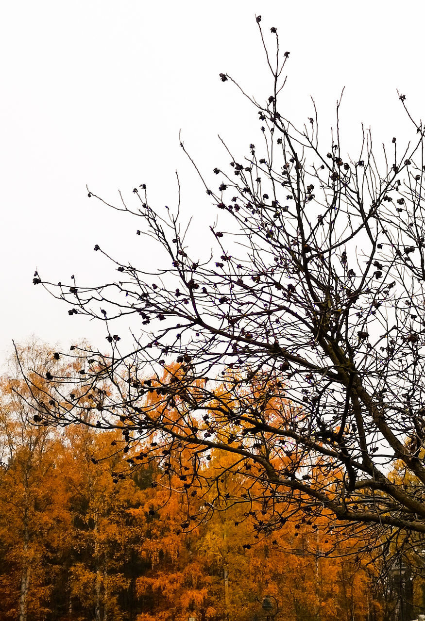 LOW ANGLE VIEW OF BARE TREE AGAINST CLEAR SKY