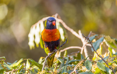 Close-up of a bird perching on branch