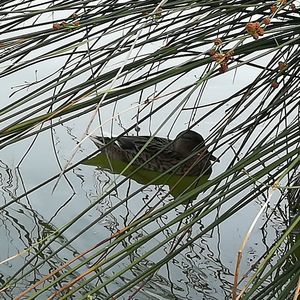 Low angle view of bird perching on branch