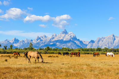 Horses grazing near grand teton national park