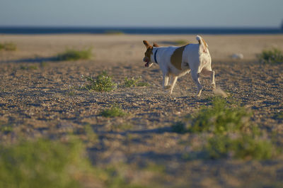 Dog running on beach