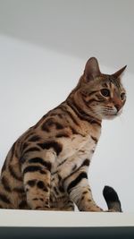 Close-up of cat sitting on floor