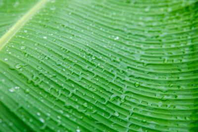 Full frame shot of wet banana leaf during monsoon