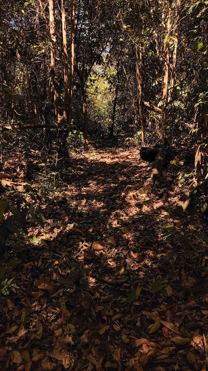 HIGH ANGLE VIEW OF TREES IN FOREST